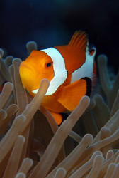 clownfish in Indonesia. by Dray Van Beeck 